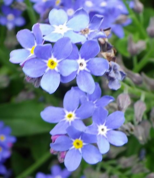 myosotis - ne m'oubliez pas, en anglais (forget-me-not), en espagnol (no-me-olvides), en italien (nontiscordardimé) myosotis - ne m'oubliez pas, en anglais (forget-me-not), en espagnol (no-me-olvides), en italien (nontiscordardimé)
