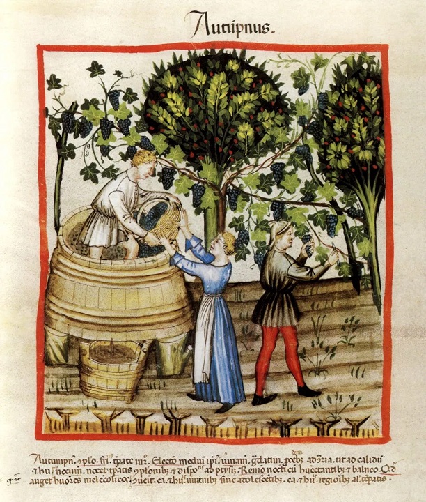 Vendanges de hautains en automne de l'an 1390 Tacuinum Sanitatis (ca. 1390), Wien, Codex Vindobonensis Series nova 2644, fol. 54 verso Vendanges de hautains en automne de l'an 1390 Tacuinum Sanitatis (ca. 1390), Wien, Codex Vindobonensis Series nova 2644, fol. 54 verso